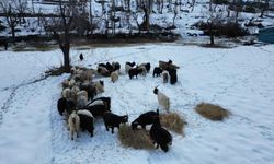 Kar üstünde hayvanları besliyorlar