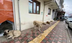 Diyarbakır’daki başıboş köpekler tehlike saçıyor