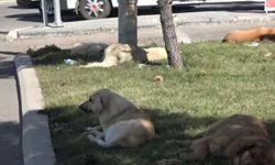 Diyarbakır’da sokak köpekleri dehşet saçıyor!