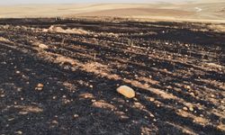 Diyarbakır ilçelerinde yangın: 70 dönüm arpa ekili arazi kül oldu