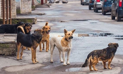 Kanun Geliyor! Sokak köpeklerine ne olacak?