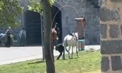 Diyarbakır'da şok olay: Piknik yapanların arasına at daldı