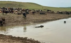 Diyarbakır'da göletlerde bakım ve onarım çalışması başladı