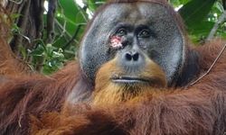 Orangutanlar insanlar gibi şifalı bitkilerle kendini tedavi ediyor