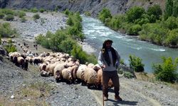 Mûş- Rêwîtiya heywandaran ya ber bi zozanan ve dest pê kir