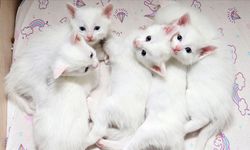 Koruma altındaki Van kedilerinden birinci doğum döneminde 70 yavru elde edildi