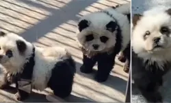 Hayvanat bahçesindeki 'pandalar' köpek çıktı