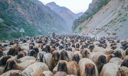 Koçerên Sêrtê gihîştîn zozanên Colemêrgê