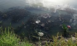 Dicle Nehri alarm veriyor: Toplu hayvan ölümleri başladı!