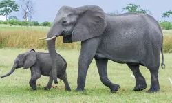 Araştırma sonucu şaşırttı: Filler birbirlerine adlarıyla sesleniyorlar
