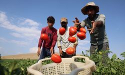 Elazığ'da üreticiden çağrı: Domatesi tarladan 8 liraya alın