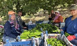 40 derece sıcaklıkta Samandağ biberi hasadı başladı