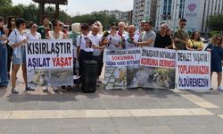 Hayvanseverler Diyarbakır'dan seslendi: Geri çekin!