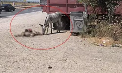 Diyarbakır'da eşek, ölen yavrusunun başından 2 gün boyunca ayrılmadı