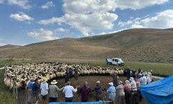 Hakkari yaylalarında hayvanlara küpeleme ve aşılama