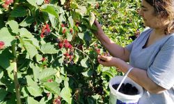 Erzincan’da böğürtlen hasat sezonu başladı