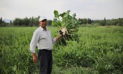 Van’da yaban domuzlarına karşı çiftçilerden mahsul savunması