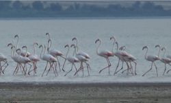 Van Gölü Havzasında büyüleyici manzara: Flamingo göçleri