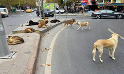 150 köpeğin zehirlenerek öldürüldüğü iddiaları doğru mu? Valilikten açıklama