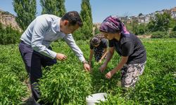 Tescilli Çermik biberine yurtdışından talep var