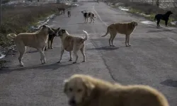 Hayvan nakillerine ilişkin yeni düzenleme