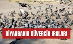 Diyarbakır Güvercin Irkları Nelerdir? 2024 Fiyatları ve Mezatı