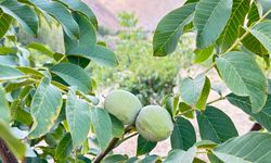 Hakkari'de çiftçilerin tercihi ceviz ağacı