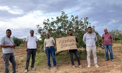 Şanlıurfa'daki köylülerden imar tepkisi: 50 yıllık fıstık ve zeytin ağaçları tehlikede