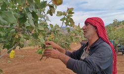 Siirt’te başlayan fıstık hasadı çiftçilerin yüzünü güldürdü