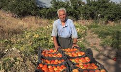 Van'da 50 yıldır ata tohumuyla domates yetiştiriliyor