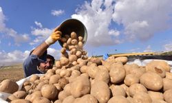 Bitlis’te patates hasadı başladı: 200 bin ton bekleniyor