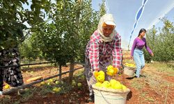 Malatya'da elma hasadı başladı: Üretici zorluklarla karşılaşıyor