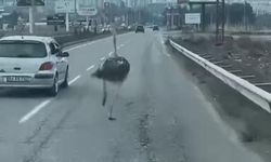 Diyarbakır’da kaçan deve kuşu trafikte kaos yarattı!