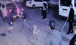 Diyarbakır’da köpek saldırısı: 3 kişi yaralandı