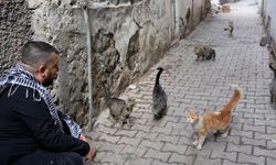 Diyarbakır’ın bu mahallesindeki kediler sadece ciğer yiyor