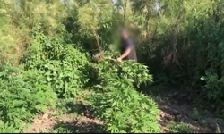 Dicle Nehri'nde 100 Milyon TL'lik kenevir imha edildi