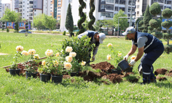 Diyarbakır’da 46 bin gül fidesi toprakla buluştu