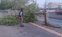 Diyarbakır'da fırtına 370 ağacı devirdi