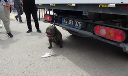 Malatya’da alışveriş merkezi otoparkında pitbull saldırısı