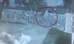 Diyarbakır’da koyun, kurtun elinden ölü taklidiyle kurtuldu