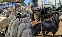 Diyarbakır’da kurbanlıklar görücüye çıktı