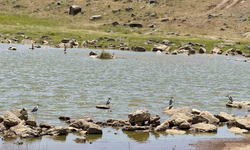 Diyarbakır’da yıllar sonra ilk kez flamingo görüldü