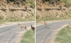 Malatya’da yaban keçileri doğal ortamda görüntülendi