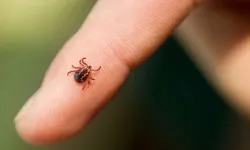 Yaz aylarında kene vakaları artıyor, doğaya keklik salınıyor