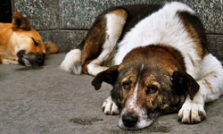 Köpeklere ateş eden sanığa hapis cezası