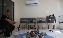 Diyarbakır’da güvercinlere lüks konaklama!