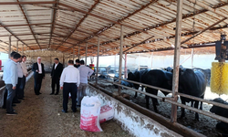 Şap alarmı: TZOB Başkanı’ndan acil önlem çağrısı