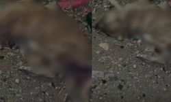 Diyarbakır’da üç yavru köpeğe vahşi işkence: Hayvan hakları yine yok sayıldı