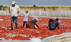 Karacadağ’dan Avrupa sofralarına taşınıyor; 50 derece sıcaklıkta kurutuluyor