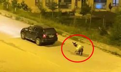 Kars’ta eşeğe eziyet kamerada: Araçla sürüklediler, ceza yağdı